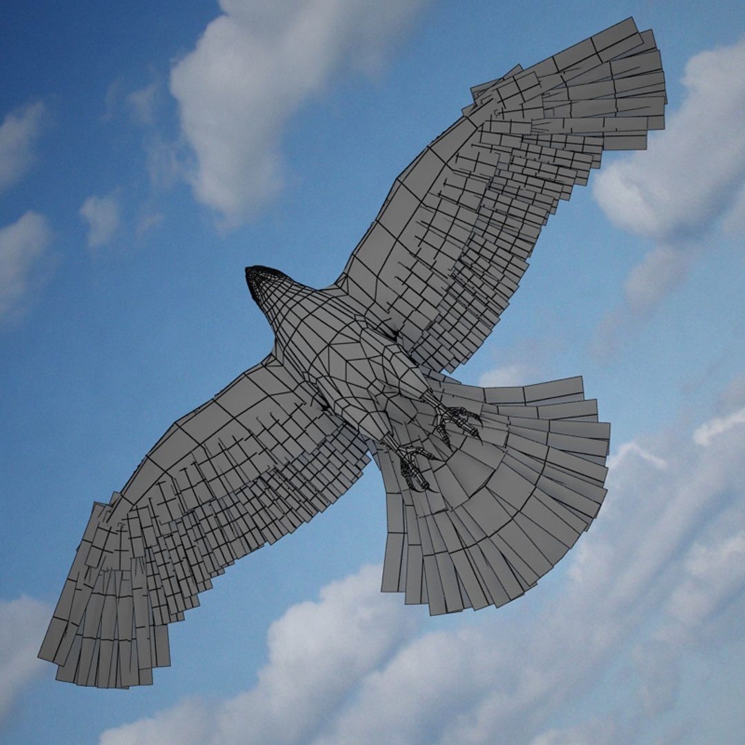 buzzard birds 3d model https://p.turbosquid.com/ts-thumb/Mt/1c0i7w/eoaWczed/buzzardw05/jpg/1247054866/1920x1080/fit_q87/e37819645b28bbabcfb65781613d1c2c2eef8858/buzzardw05.jpg