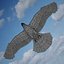 Buzzard by 3DRivers