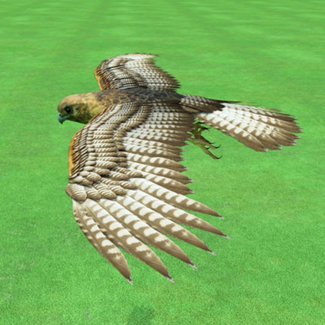 buzzard birds 3d model https://p.turbosquid.com/ts-thumb/Mt/1c0i7w/rxTDbQ3Q/buzzardc03/jpg/1283936670/1920x1080/fit_q87/664811aa465d9388878d11e5f7e55678adb10323/buzzardc03.jpg