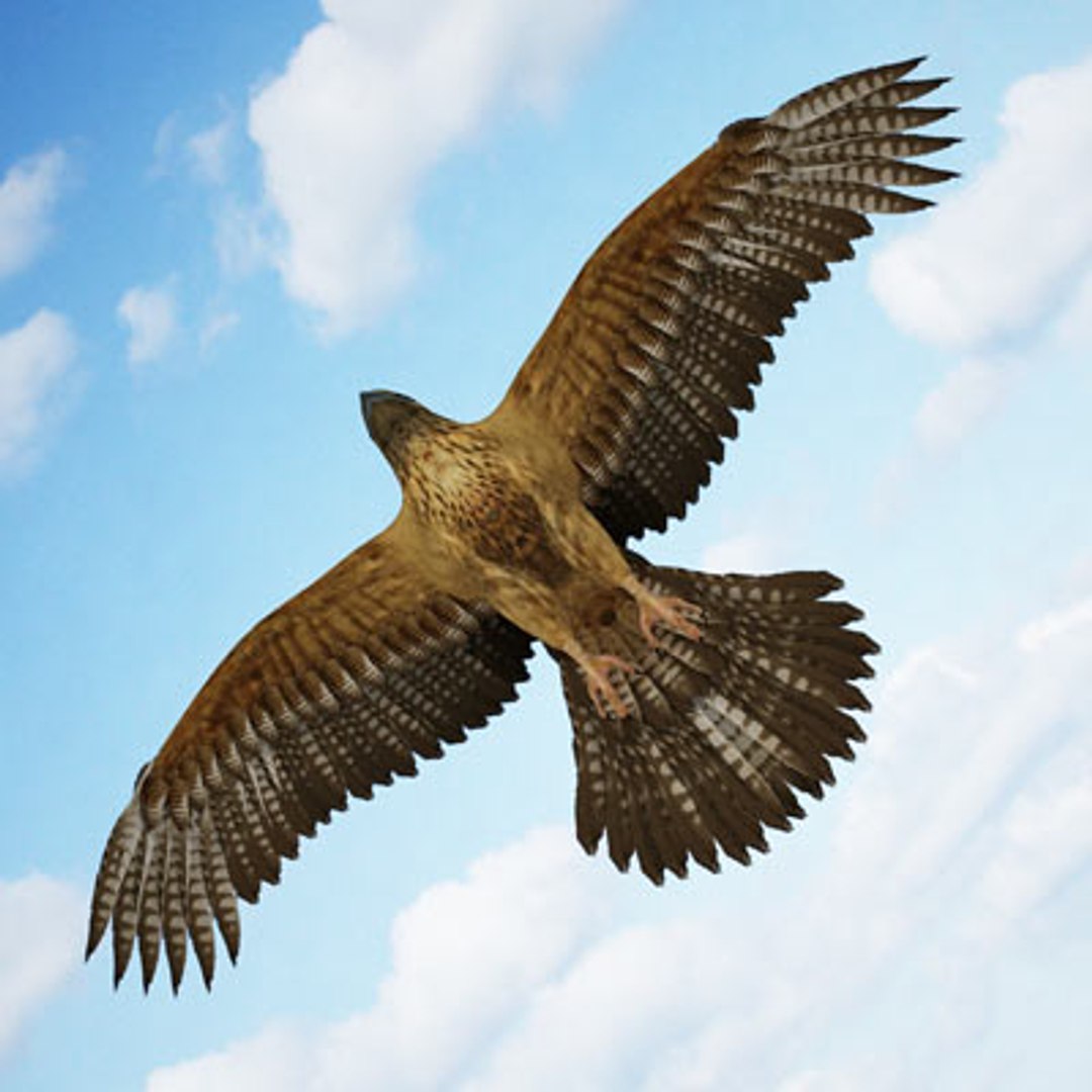 buzzard birds 3d model https://p.turbosquid.com/ts-thumb/Mt/1c0i7w/zjdpN277/buzzardc05/jpg/1283936670/1920x1080/fit_q87/aaa324f36b4a49e76b906713d39884e478891261/buzzardc05.jpg