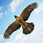 Buzzard by 3DRivers