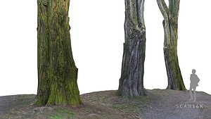 3d acacia tree