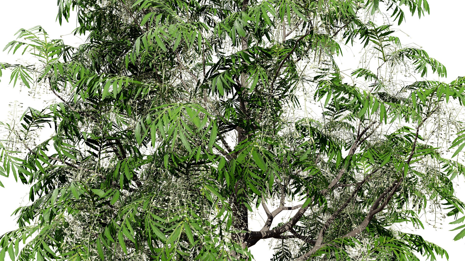 3D Sourwood Tree 3D Model https://p.turbosquid.com/ts-thumb/Mt/8kujQG/CM/1z1l/jpg/1741211436/1920x1080/fit_q87/b76c08fa7647e23b99f6a0d77d25bd770be6f028/1z1l.jpg