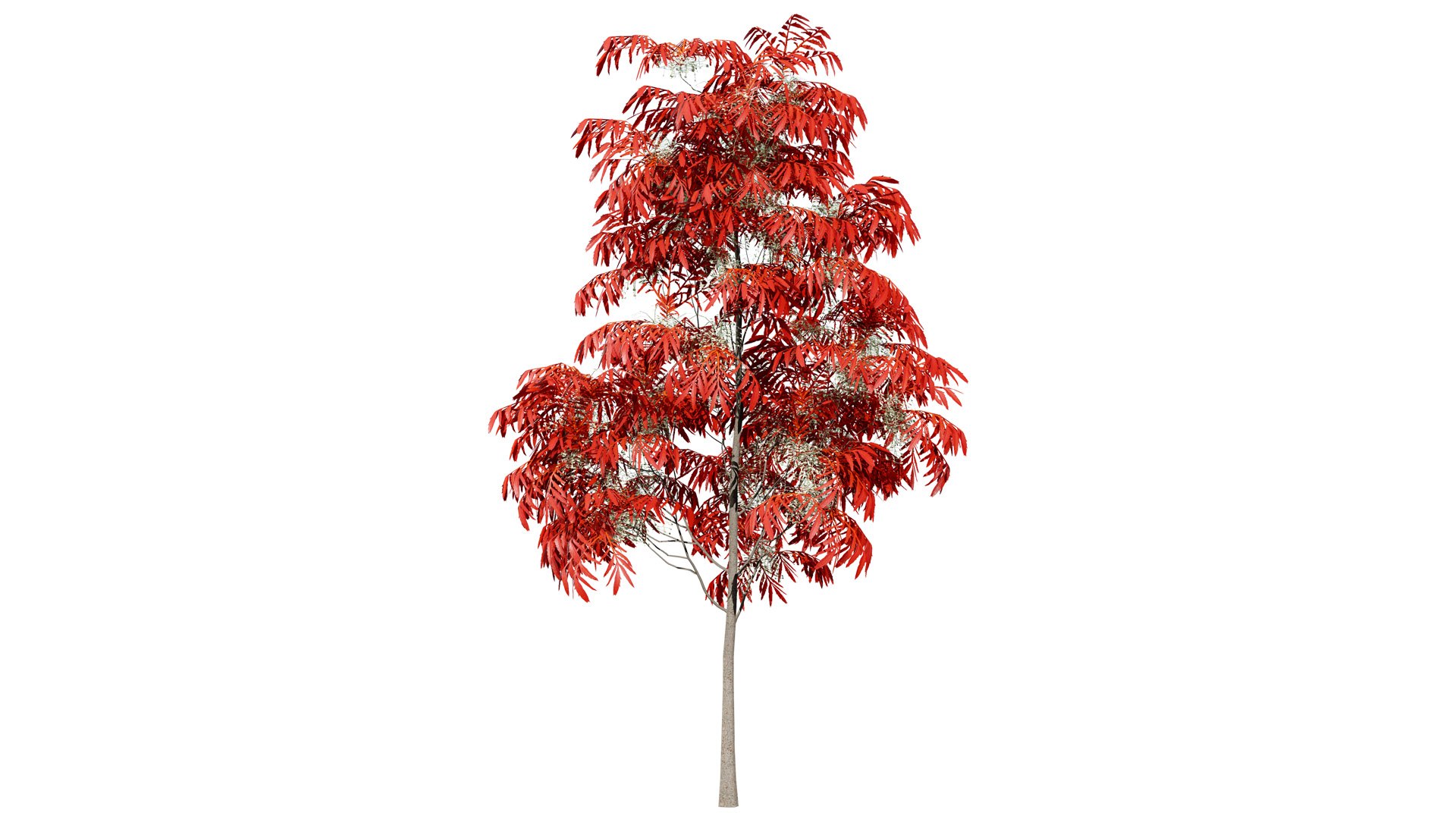 3D Sourwood Tree 3D Model https://p.turbosquid.com/ts-thumb/Mt/8kujQG/Kb/3z36l/jpg/1741211441/1920x1080/fit_q87/142bdbddbeb59d3f1902c3ba454c602363503d6b/3z36l.jpg