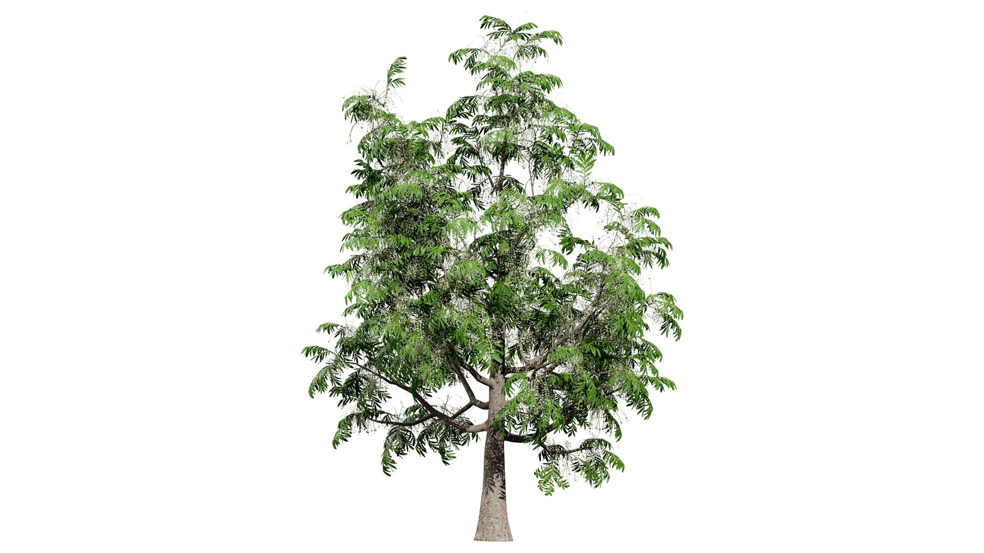 3D Sourwood Tree 3D Model https://p.turbosquid.com/ts-thumb/Mt/8kujQG/N9/3/jpg/1741211443/1920x1080/fit_q87/042586614ae7df25b97d657ec5dfea3025107a28/3.jpg