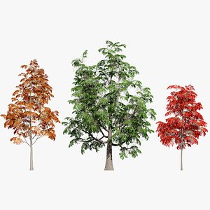 3D Sourwood Tree 3D Model