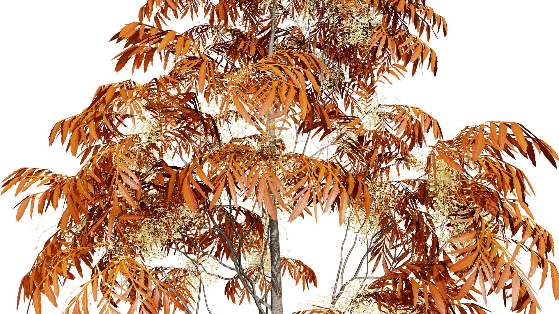 3D Sourwood Tree 3D Model https://p.turbosquid.com/ts-thumb/Mt/8kujQG/lY/2z1l/jpg/1741211440/1920x1080/fit_q87/2e6715f2c218d511ad1d51fe0f2c937e0d3fbb4d/2z1l.jpg