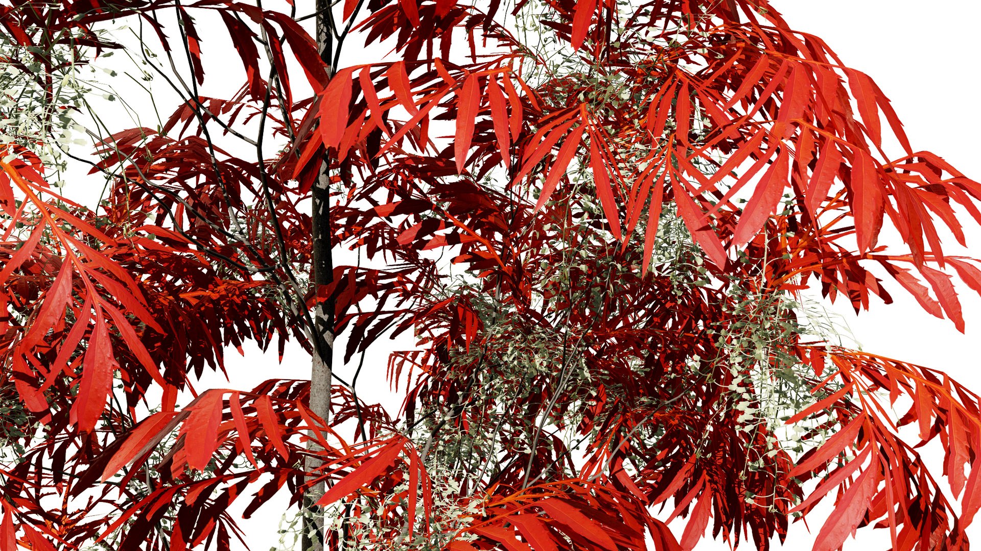 3D Sourwood Tree 3D Model https://p.turbosquid.com/ts-thumb/Mt/8kujQG/yo/31l/jpg/1741211441/1920x1080/fit_q87/55dafeb4f6a62b0d7e7893261a5e1546c98f7c5a/31l.jpg