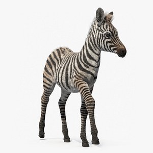 Equus Quagga Foal Running Fur