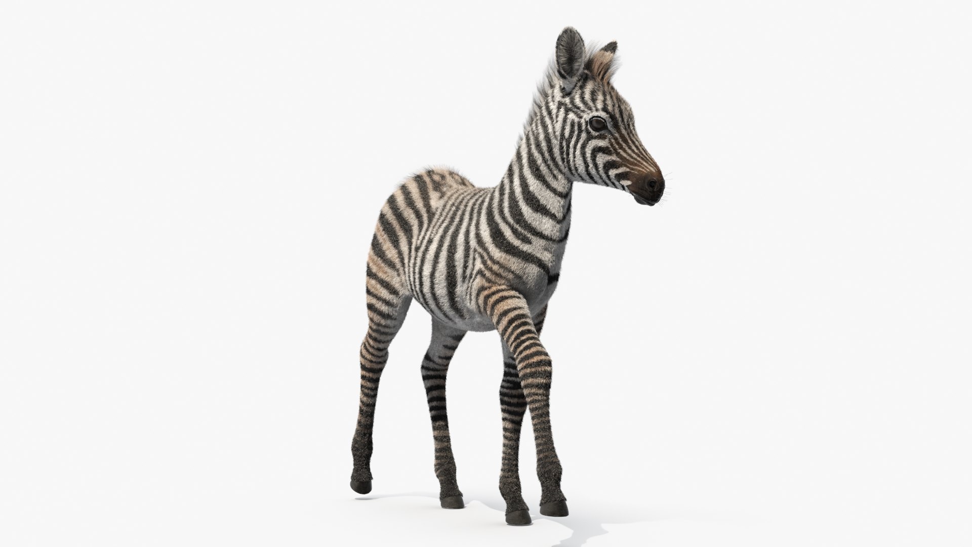 Equus Quagga Foal Running Fur 3D model preview