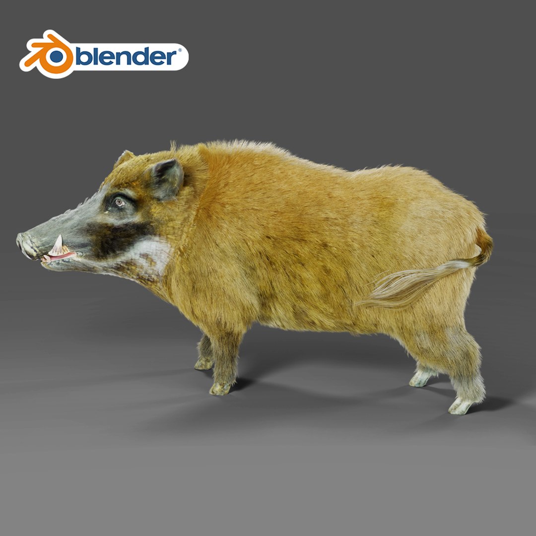 Fur Black Wild Boar Rigged V05 in Blender3D模型 - TurboSquid 1991626