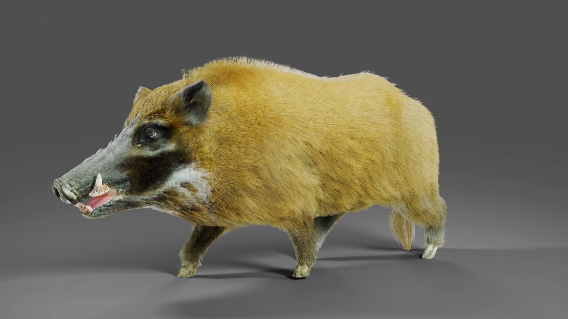 Fur Black Wild Boar Rigged V05 In Blender 3D Model - TurboSquid 1991626