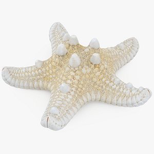 3D Sea Star model