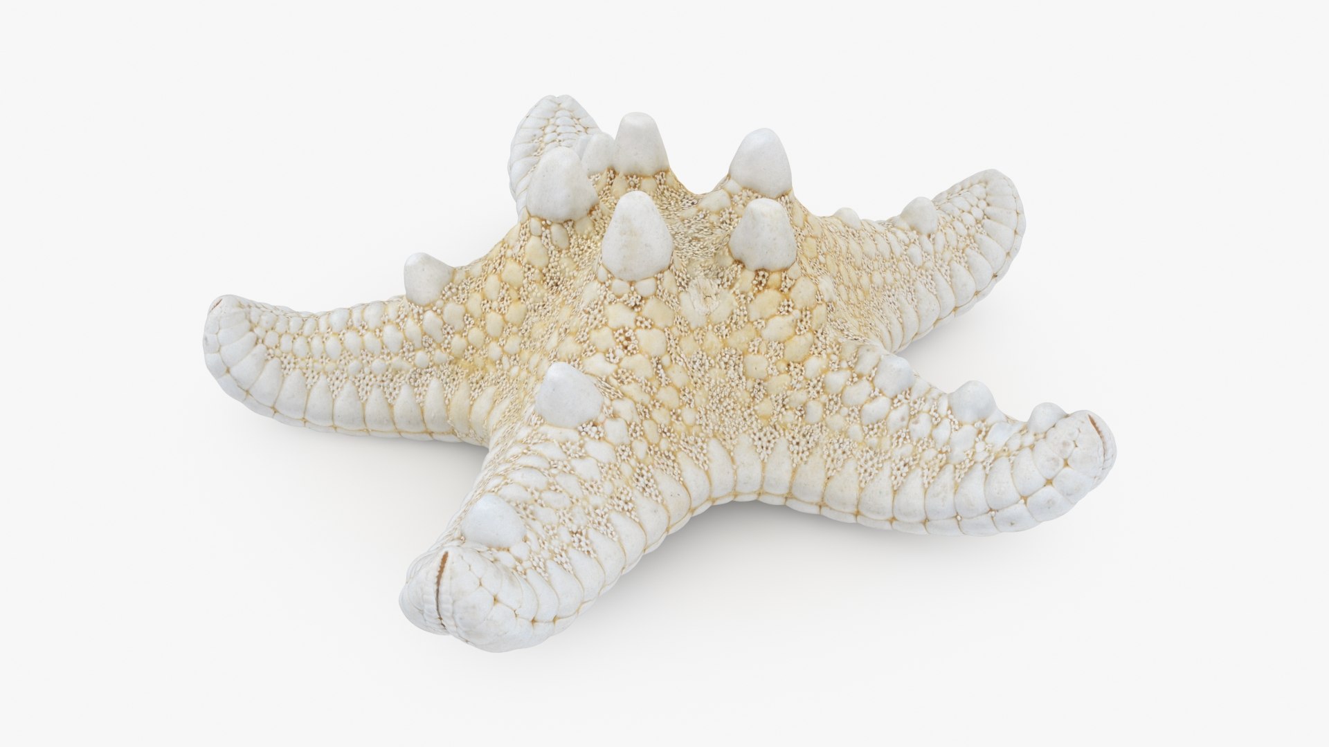3D Seashells Collection 3 model https://p.turbosquid.com/ts-thumb/Mt/VEsFQf/pH/starfish_a0001/jpg/1792095705/1920x1080/fit_q87/e76634a16d589d923c416cf485f60356efb149cd/starfish_a0001.jpg