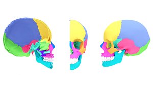 3D x-rays anatomy