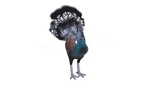 RealisticWesternCapercaillie3DModelGameReadyForAnimation