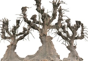 Spooky Tree 3D