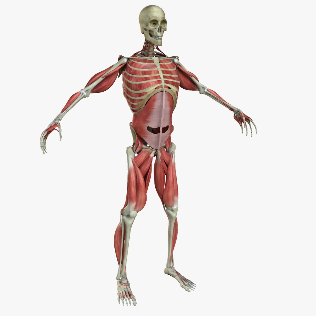 Muscle Anatomy Medical Edition 3d Ma