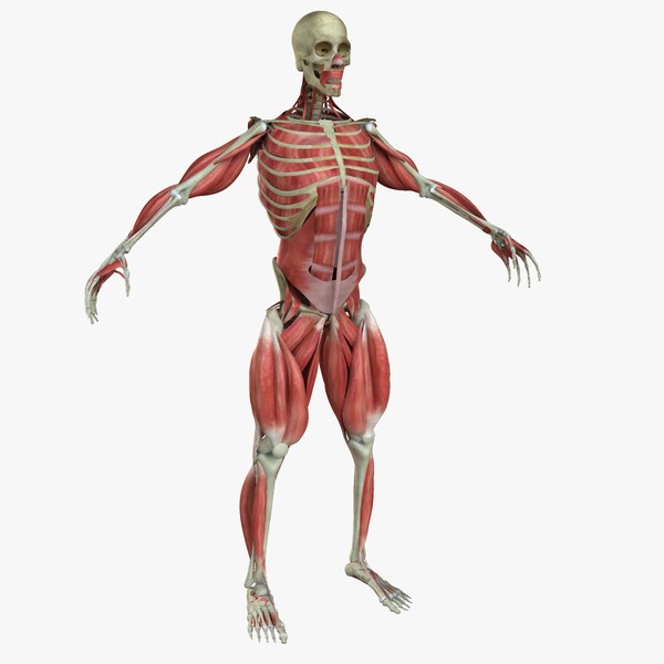 muscle anatomy medical edition 3d ma