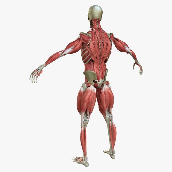 muscle anatomy medical edition 3d ma