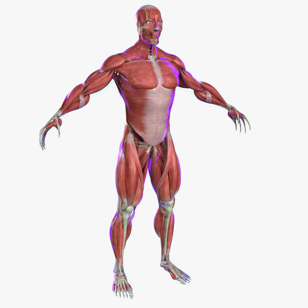 muscle anatomy medical edition 3d ma