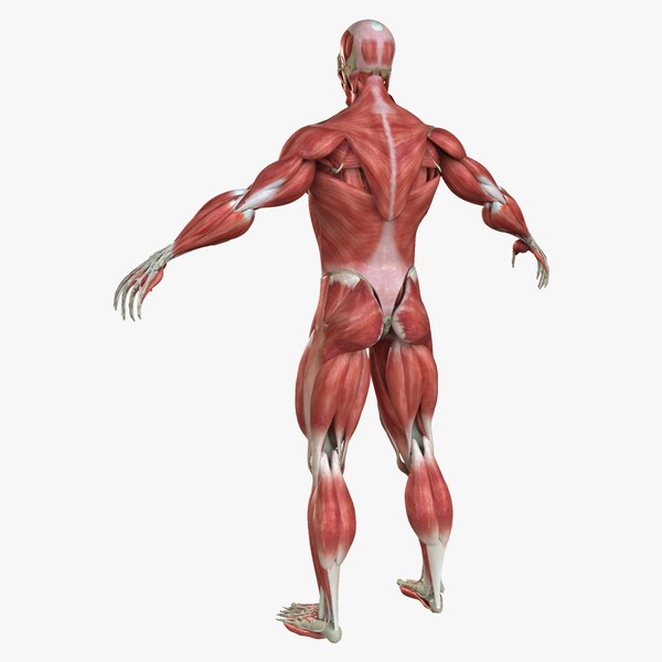 muscle anatomy medical edition 3d ma