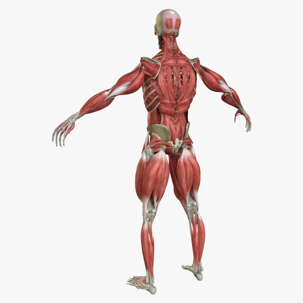 Muscle Anatomy Medical Edition 3d Ma