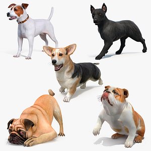 Small Dogs Rigged Collection 3