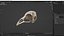 Bird Skull