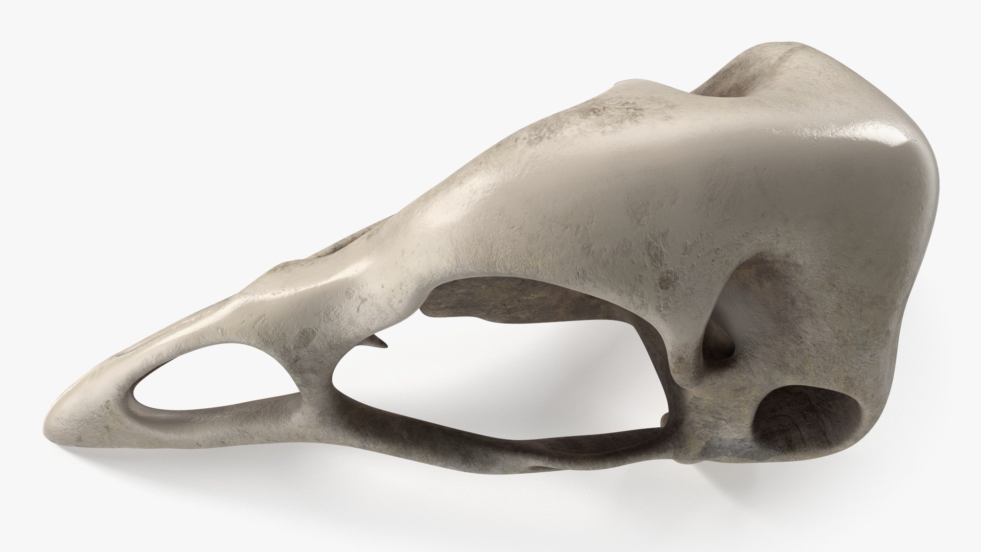 Bird Skull 3D model https://p.turbosquid.com/ts-thumb/Mt/iJPrUS/Gr/bird_skull_006/jpg/1759847125/1920x1080/fit_q87/9266df066d0e1ee243ba7b3a24eb6fc1f3541c50/bird_skull_006.jpg