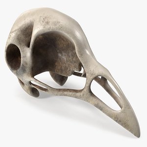 Bird Skull