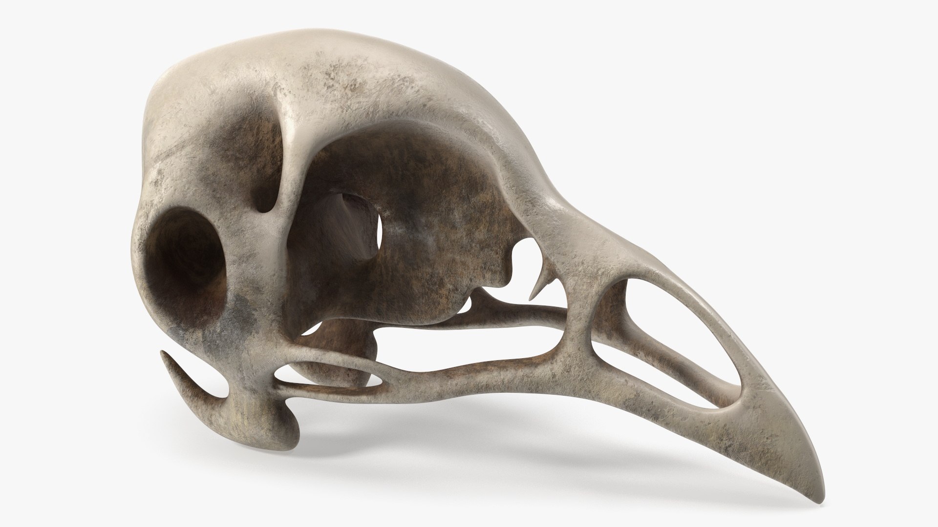 Bird Skull 3D model preview