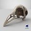 Bird Skull