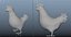 chicken hen