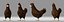 chicken hen