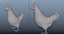 chicken hen