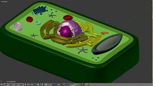 plant cell 3d model