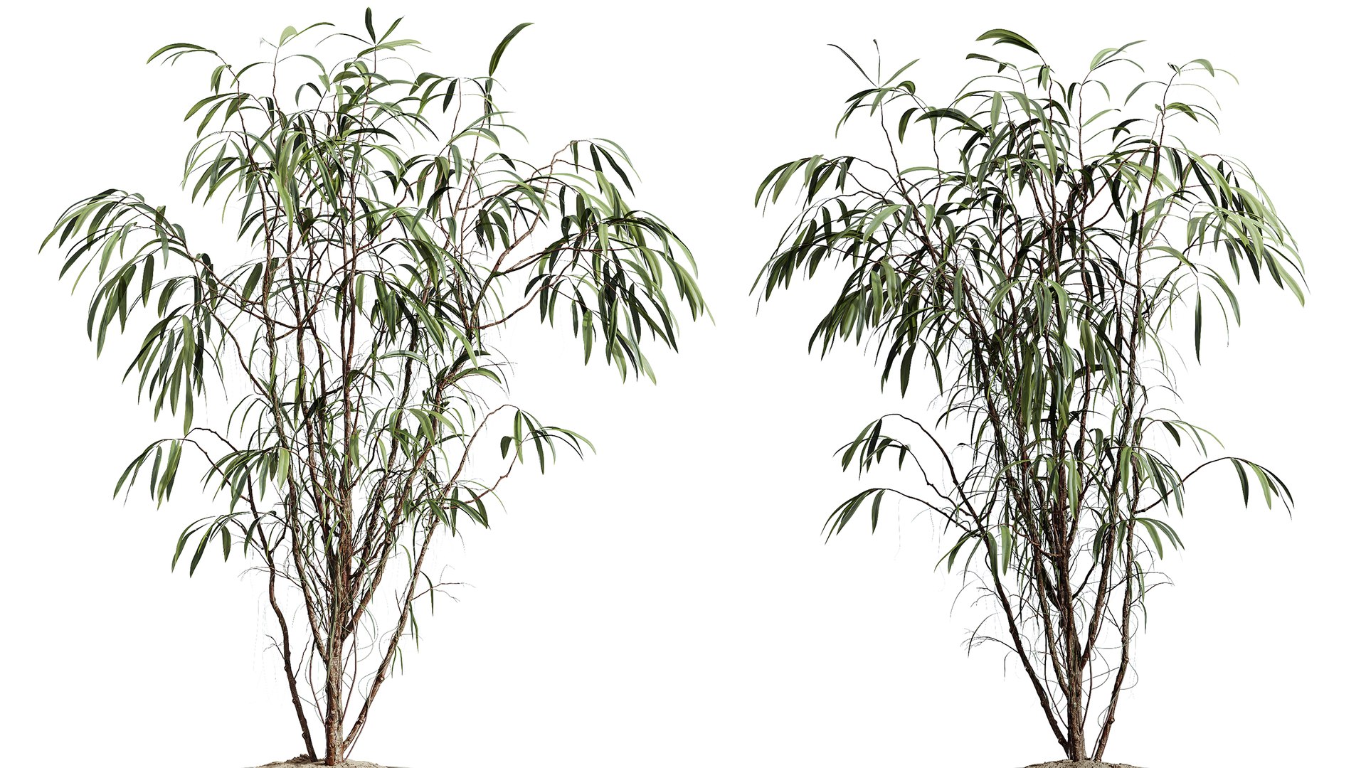 3D AV Indoor Plants Set 280 Mission Olive and Japandi Ficus Dracaena Marginata and Elastica Beliza Tine https://p.turbosquid.com/ts-thumb/Mu/BXxDmC/8W/03/png/1753947280/1920x1080/fit_q87/16be83aa5982e9aa2524029e45f4206fc83650b4/03.jpg
