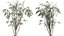 AV Ensemble de plantes d'intérieur 280 Mission Olive et Japandi Ficus Dracaena Marginata et Elastica Beliza Tine