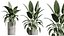 AV Ensemble de plantes d'intérieur 280 Mission Olive et Japandi Ficus Dracaena Marginata et Elastica Beliza Tine