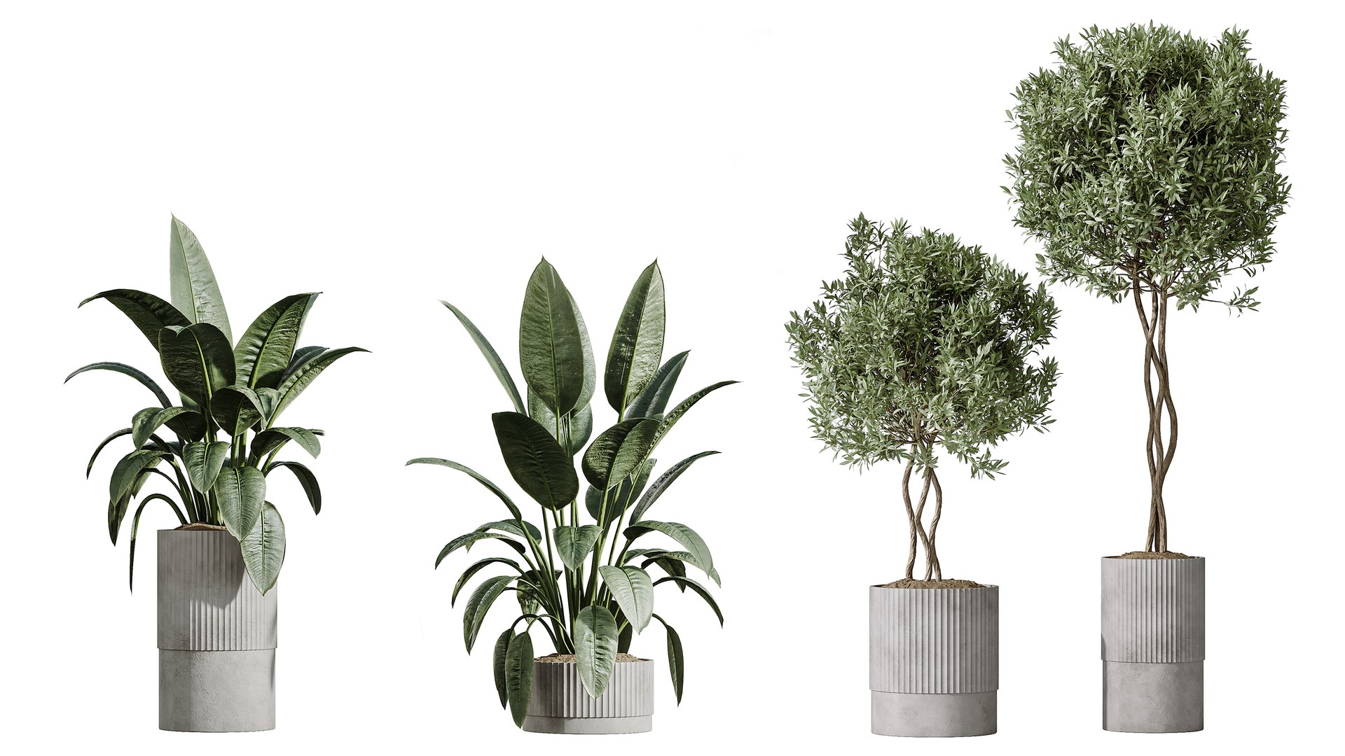 3D AV Indoor Plants Set 280 Mission Olive and Japandi Ficus Dracaena Marginata and Elastica Beliza Tine https://p.turbosquid.com/ts-thumb/Mu/BXxDmC/gA/06/png/1753947282/1920x1080/fit_q87/de1b0fbedc3d3d7c212db41793b043a9b2ac3583/06.jpg