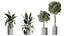 AV Ensemble de plantes d'intérieur 280 Mission Olive et Japandi Ficus Dracaena Marginata et Elastica Beliza Tine