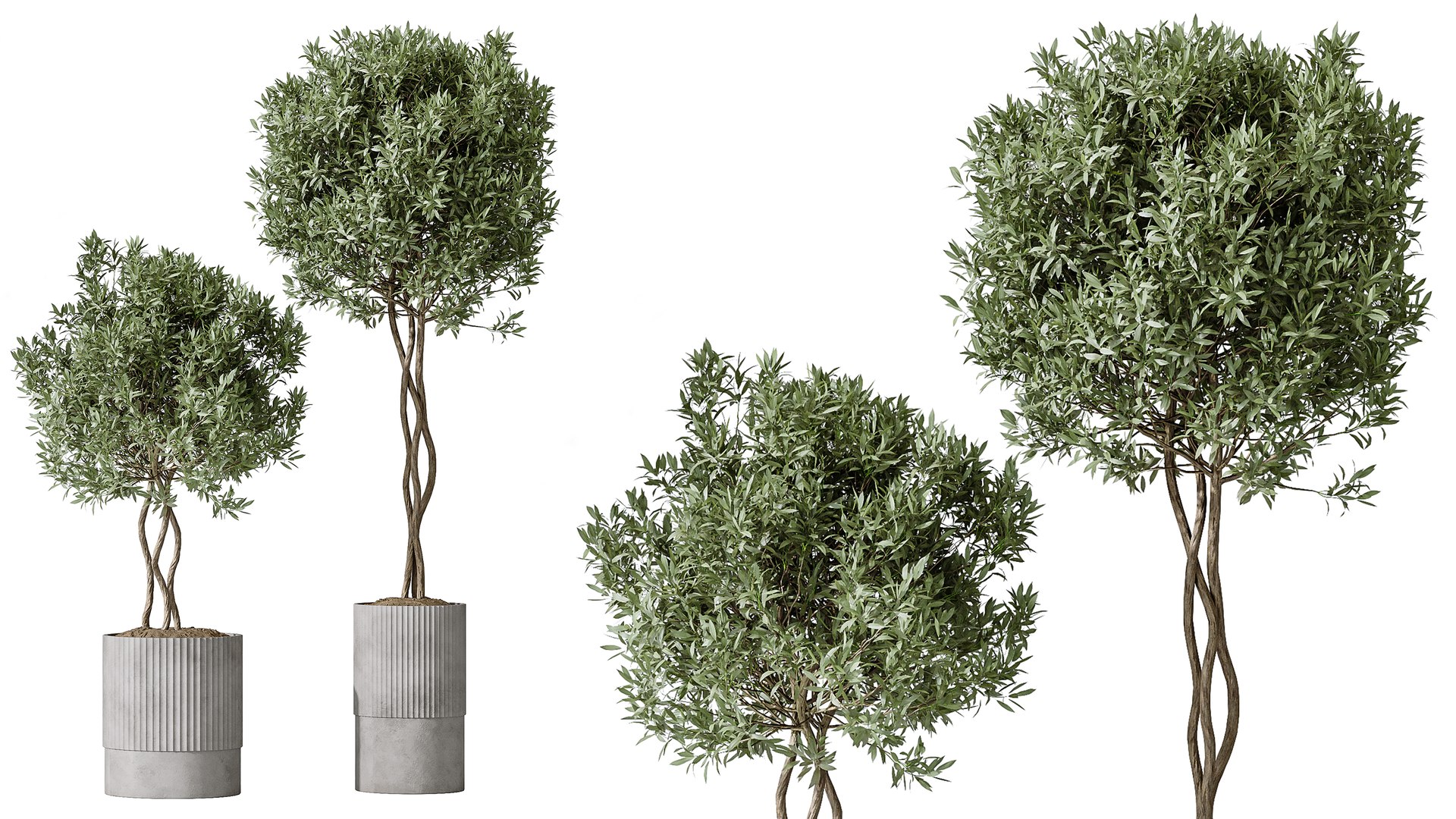 3D AV Indoor Plants Set 280 Mission Olive and Japandi Ficus Dracaena Marginata and Elastica Beliza Tine https://p.turbosquid.com/ts-thumb/Mu/BXxDmC/ju/04/png/1753947281/1920x1080/fit_q87/1f8e3859c67749abc2ba20d4ffb1e1aa29ca8a42/04.jpg