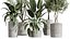 AV Ensemble de plantes d'intérieur 280 Mission Olive et Japandi Ficus Dracaena Marginata et Elastica Beliza Tine