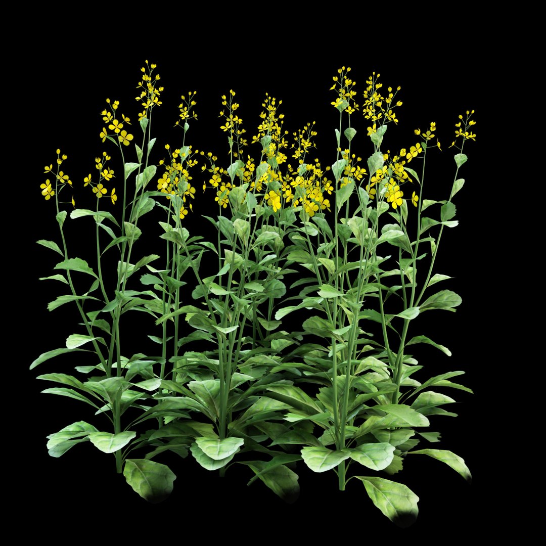 rapeseed brassica napus 3d model https://p.turbosquid.com/ts-thumb/Mu/DP2iz9/6Huo4x0S/rapeseed_3/jpg/1386327109/1920x1080/fit_q87/533bc2f90bc4d24e5c361731396f7b8bfcb1c703/rapeseed_3.jpg