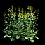 Rapeseed Brassica napus
