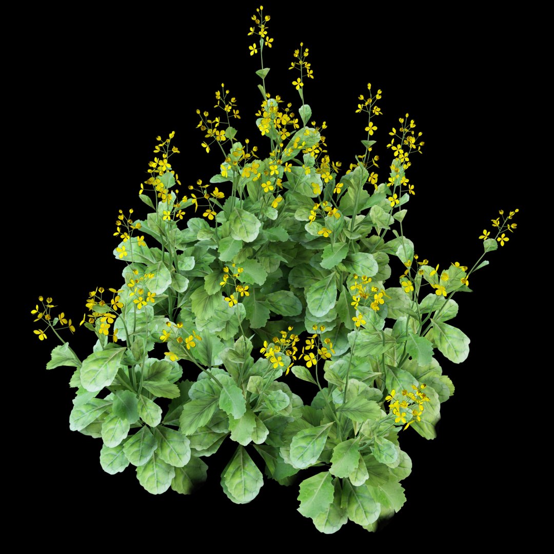 rapeseed brassica napus 3d model https://p.turbosquid.com/ts-thumb/Mu/DP2iz9/IFbbvh6g/rapeseed_5/jpg/1386327109/1920x1080/fit_q87/9c08bb15f85704c4f65d3fc9e9fd13c2409b8fea/rapeseed_5.jpg
