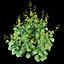 Rapeseed Brassica napus