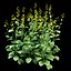 Rapeseed Brassica napus