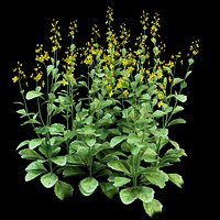Rapeseed Brassica napus